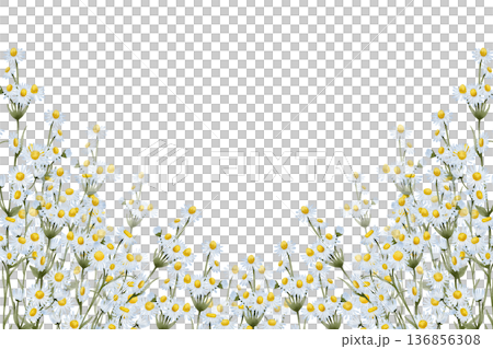 Chamomile floral banner composition Chamomile floral banner composition 136856308