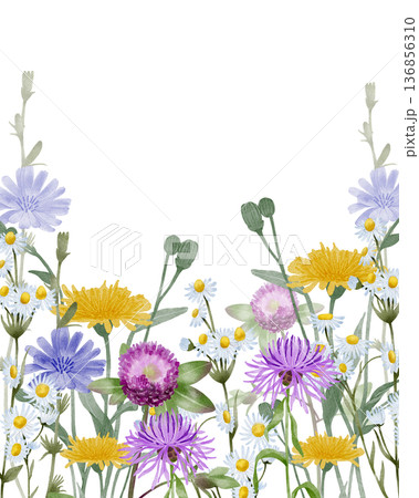 Wildflower floral banner watercolor illustration Wildflower floral banner watercolor illustration 136856310