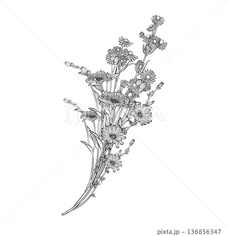 Wildflower bouquet vector illustration Wildflower bouquet vector illustration 136856347