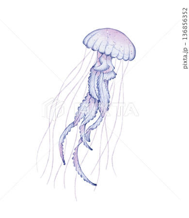 Jellyfish watercolor illustration 136856352