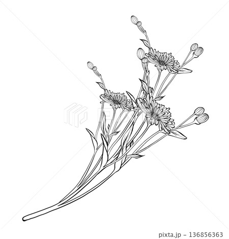 Wildflower branch vector line illustration 136856363