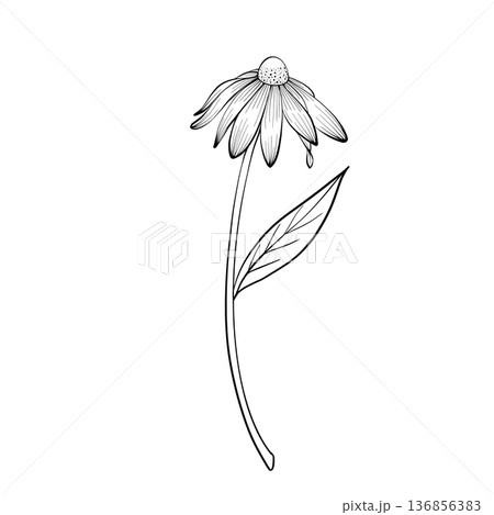 Vector Single Flower Line Art Illustration 136856383