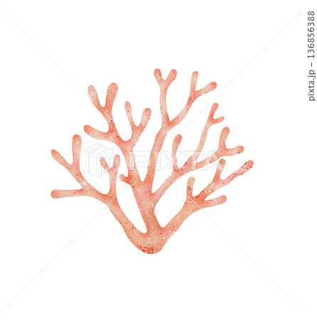 Coral watercolor illustration Coral watercolor illustration 136856388
