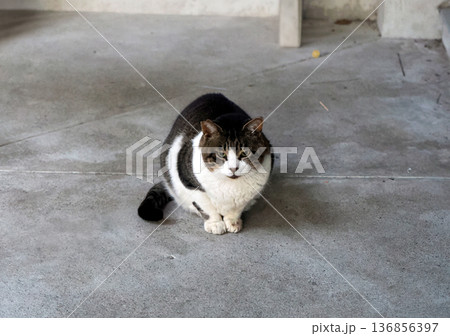 野良猫のいる風景 野良猫のいる風景 136856397