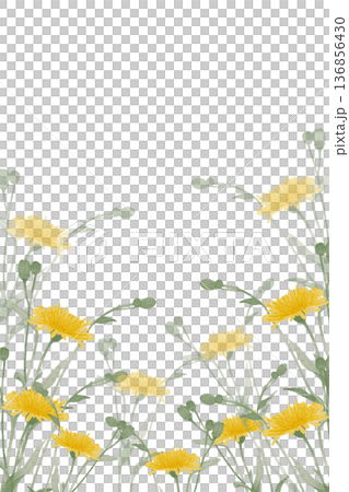 Wild yellow meadow flowers postcard illustration Wild yellow meadow flowers postcard illustration 136856430
