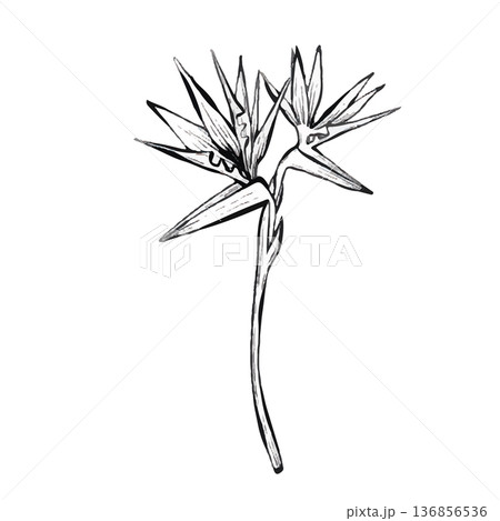 Bird of Paradise Vector Line Illustration 136856536