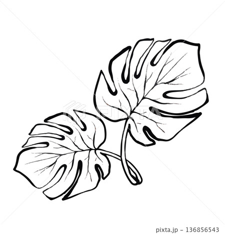 Monstera Leaves Vector Line Illustration 136856543
