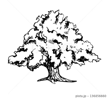 Grand tree with broad umbrella crown, thick trunk, calm mature landscape element. Oak, banyan or fig. Hand drawn in ink vector illustration. Winery branding, countryside artwork, eco storytelling. Grand tree with broad umbrella crown, thick trunk, calm mature landscape element. Oak, banyan or fig. Hand drawn in ink vector illustration. Winery branding, countryside artwork, eco storytelling. 136856660