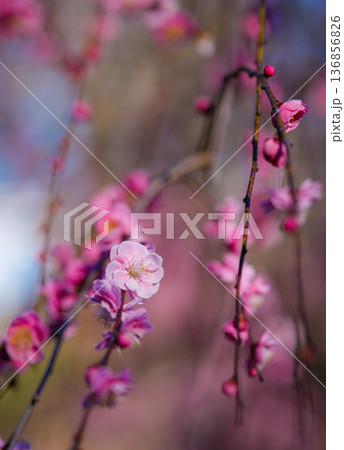 離宮院公園の梅 136856826