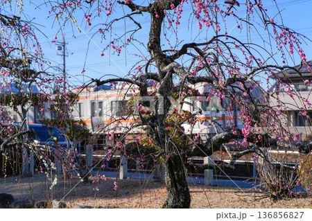 離宮院公園の梅 136856827