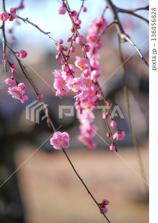 離宮院公園の梅 136856828