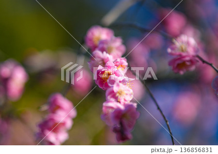 離宮院公園の梅 136856831