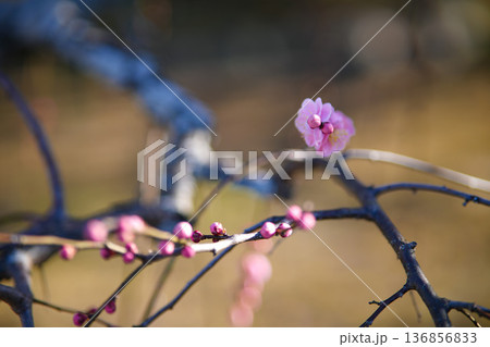離宮院公園の梅 136856833
