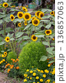 高低差が美しいひまわりとコキアの花畑 136857063