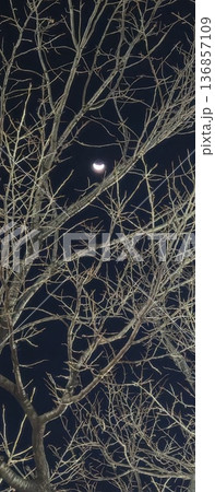 冬の木立を見下ろす下弦の月 冬の木立を見下ろす下弦の月 136857109