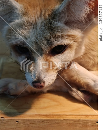 Fennec Fox Face Close Up Portrait Resting Paws Fennec Fox Face Close Up Portrait Resting Paws 136857133