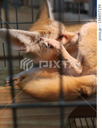 Fennec Fox Sleeping Big Ears Wire Cage Sunlight Fennec Fox Sleeping Big Ears Wire Cage Sunlight 136857134