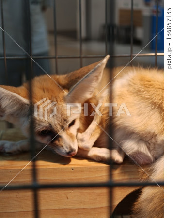 Fennec Fox Scratching Face Exotic Pet Wire Cage Fennec Fox Scratching Face Exotic Pet Wire Cage 136857135