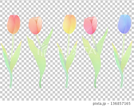 Spring flowers, colorful tulips, watercolor style Spring flowers, colorful tulips, watercolor style 136857165