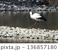 岩場を歩くコウノトリ 136857180