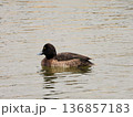 泳ぐキンクロハジロ 136857183