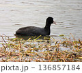 浅瀬を泳ぐオオバン 136857184