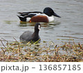 オオバンとハシビロガモ 136857185