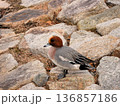 岩場のヒドリガモ 136857186