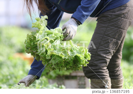 レタスの収穫をする女性 136857195