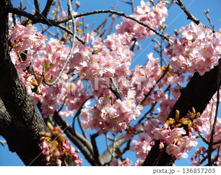 駅前の河津桜が咲き進む 駅前の河津桜が咲き進む 136857203