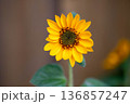 奥にぼけた花を背景に咲く一輪のひまわり 136857247