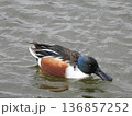 泳ぐハシビロガモ 136857252