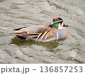 泳ぐトモエガモ 136857253