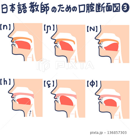 日本語発音のための口腔断面図 日本語発音のための口腔断面図 136857303