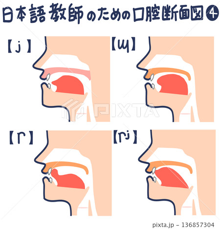 日本語発音のための口腔断面図 日本語発音のための口腔断面図 136857304