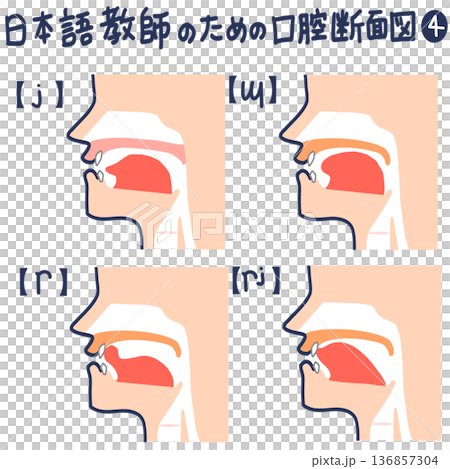 日本語発音のための口腔断面図 日本語発音のための口腔断面図 136857304