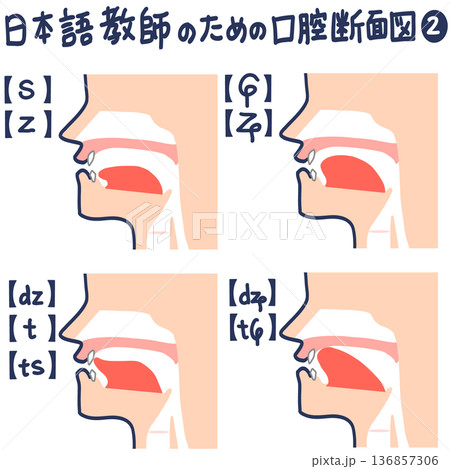 日本語発音のための口腔断面図 136857306