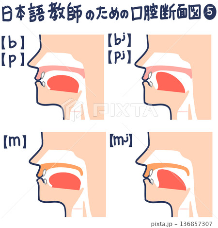 日本語発音のための口腔断面図 136857307