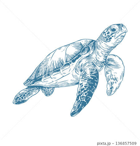 Sea Turtle Nautical Vector Illustration in Vintage Engraving Ink Drawing Marine Wildlife Style Sea Turtle Nautical Vector Illustration in Vintage Engraving Ink Drawing Marine Wildlife Style 136857509