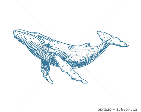 Nautical Whale Emblem Vector Illustration in Vintage Engraving Ink Drawing Marine Style 136857512