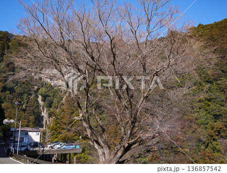 那智の滝 那智の滝 136857542