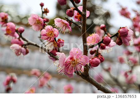 鮮やかな紅梅の花が咲く早春の日本風景 鮮やかな紅梅の花が咲く早春の日本風景 136857653