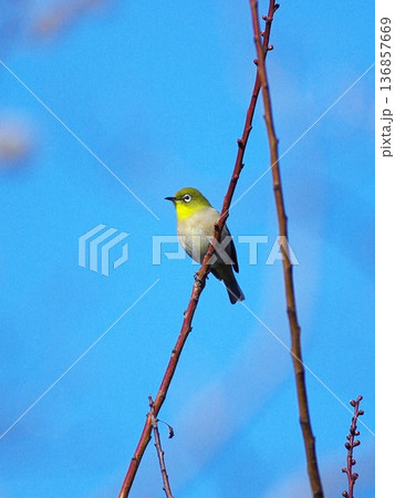 荒山公園のメジロ 136857669