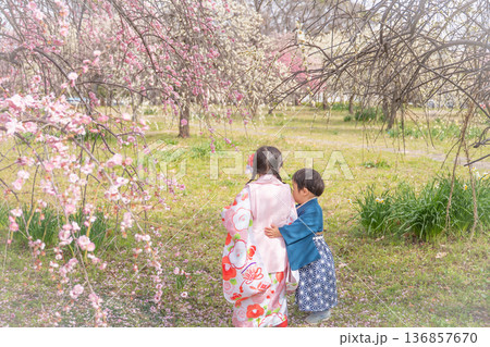 梅の花と着物を着た女の子と男の子 梅の花と着物を着た女の子と男の子 136857670