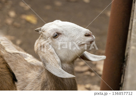 Profile portrait of a light colored goat on a farm. Profile portrait of a light colored goat on a farm. 136857712
