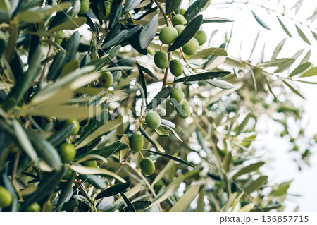 Olive tree with unripe olives in a bright outdoor setting during the day Olive tree with unripe olives in a bright outdoor setting during the day 136857715
