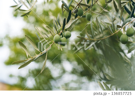 Olive branch with green olives under cloudy sky Olive branch with green olives under cloudy sky 136857725