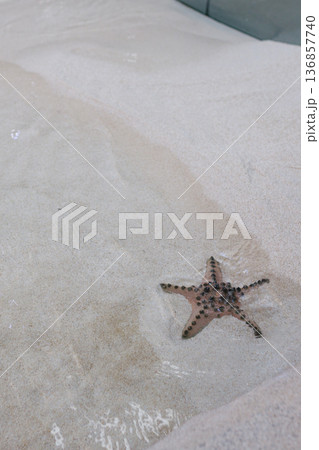 浅瀬の砂浜にいるヒトデ 浅瀬の砂浜にいるヒトデ 136857740