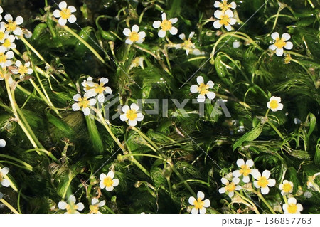 バイカモの花 136857763