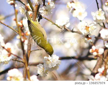 荒山公園のメジロ 荒山公園のメジロ 136857974